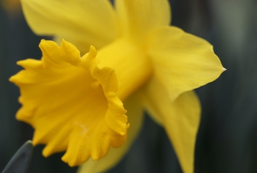 How Seasonal Allergies Can Be Reduced by a Clean Office