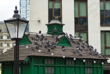 How to Manage Pigeon Problems near London Office Entrances